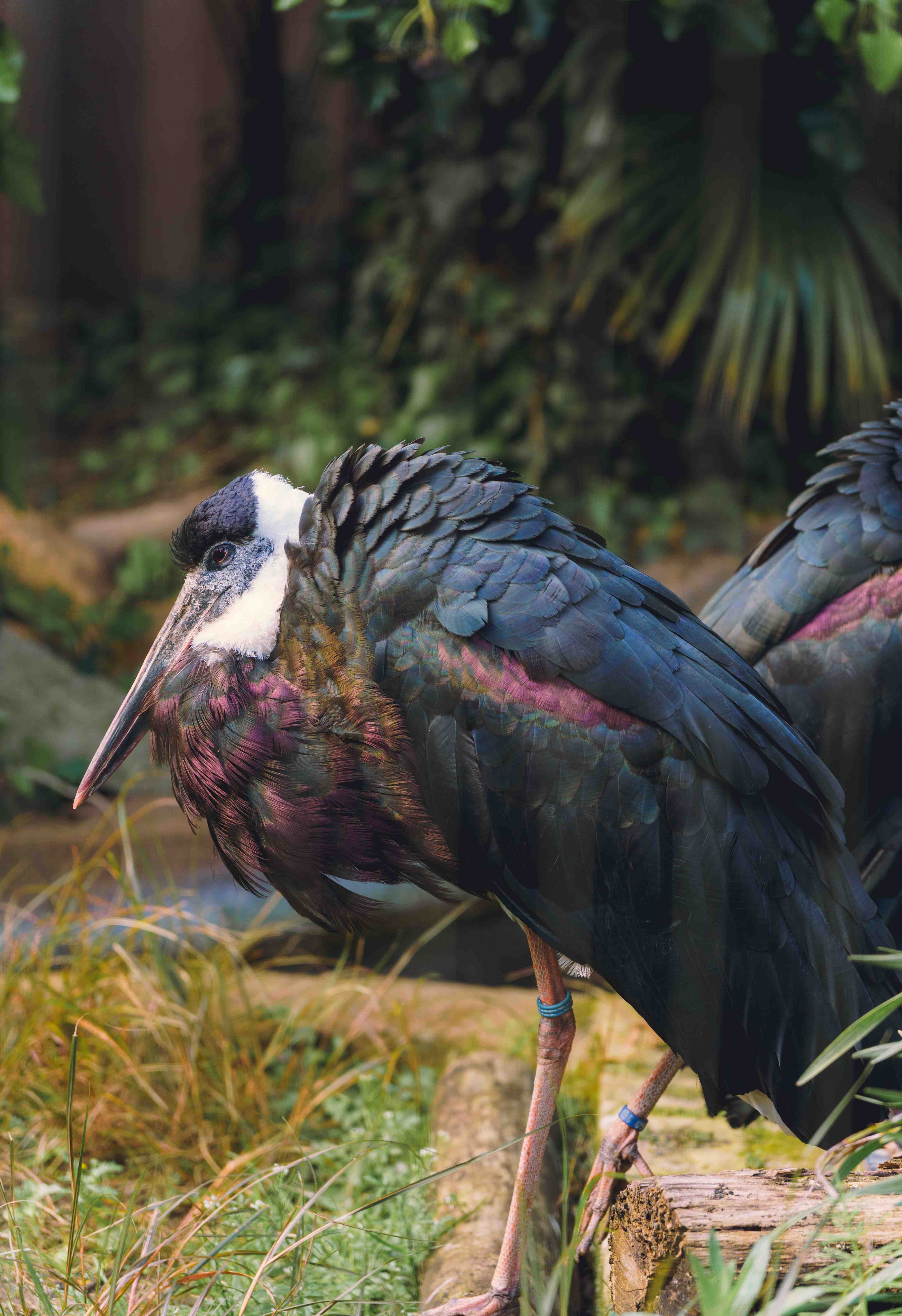 Wooly Necked Stork (Variation)